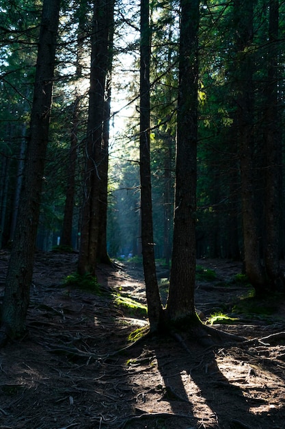 forêt dense de conifères. beau fond de forêt