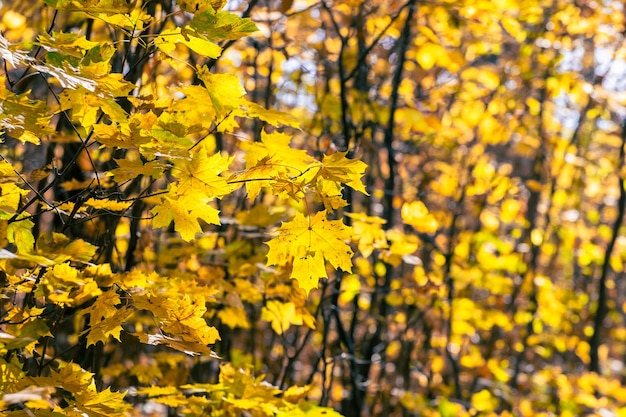 Forêt dense avec des feuilles d'érable jaune sur les arbres, fond d'automne