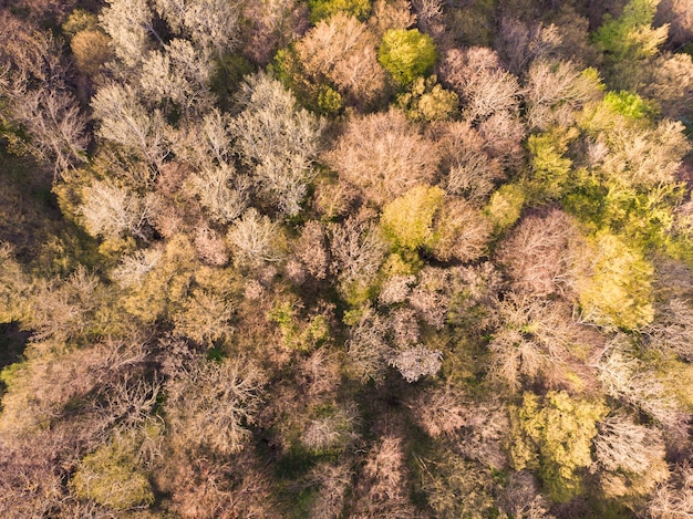 Forêt dense d'une forêt vue à vol d'oiseau avec des feuilles tombantes et jaunissantes