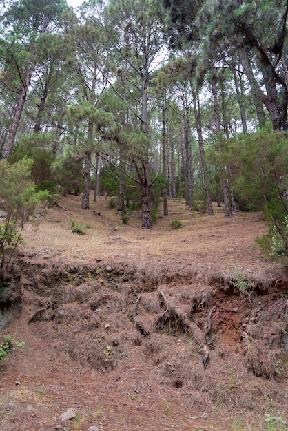 Forêt dense sur l'île de Tenerife