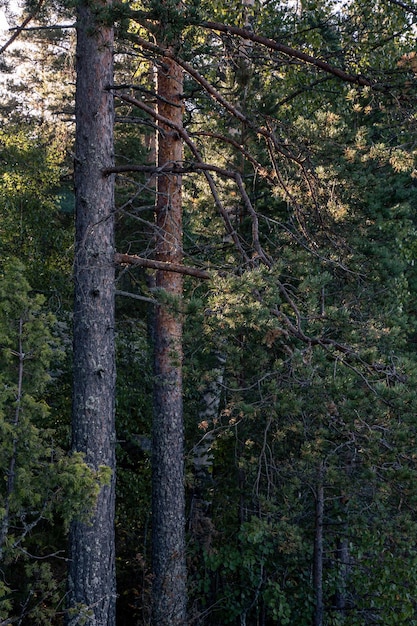 Forêt dense sombre avec deux pins illuminés d'en haut par le soleil levant Carélie Russie