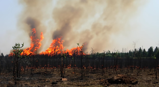 Forêt détruite par un incendie qui a tout brûlé en haute résolution