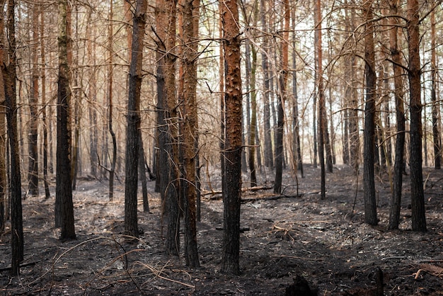 Forêt dévastée après un incendie de forêt