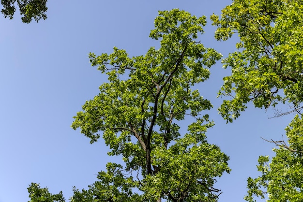 Forêt avec différents arbres en été de beaux arbres éclairés par la lumière du soleil