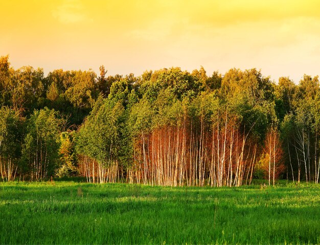 Forêt dramatique avec fond de ciel orange hd