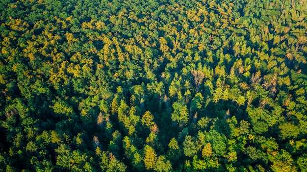 Forêt avec drone point de vue.