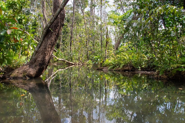 La forêt du bassin versant de Surat Thani en Thaïlande a une eau cristalline L'attraction touristique la plus visitée