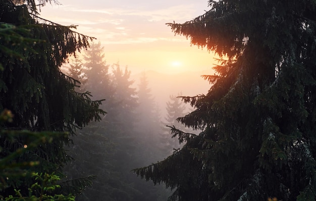 Forêt du matin dans les majestueuses montagnes des Carphaties Le soleil traverse le brouillard Beau paysage