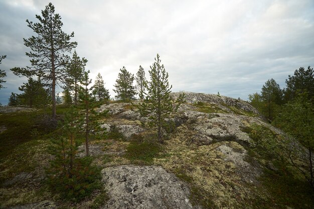 Forêt du nord belle nature étonnante