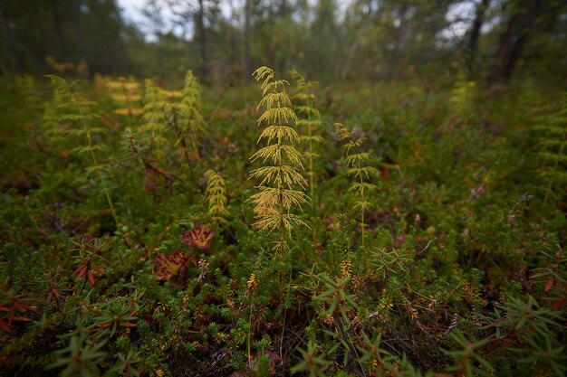 Forêt du nord belle nature étonnante