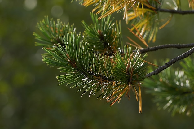 Forêt du nord belle nature étonnante