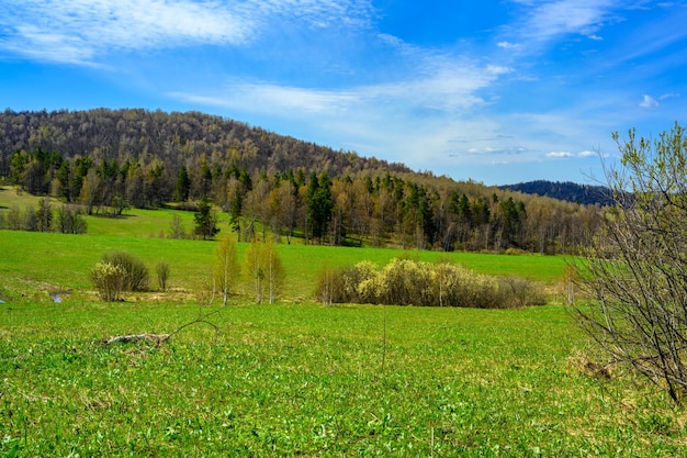 Forêt du sud de l'Oural avec une végétation paysagère unique et une nature diversifiée