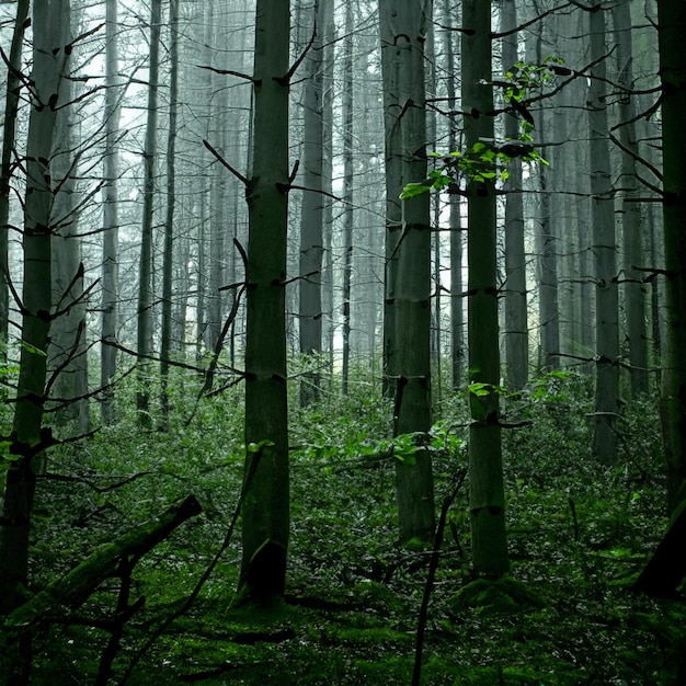 une forêt effrayante