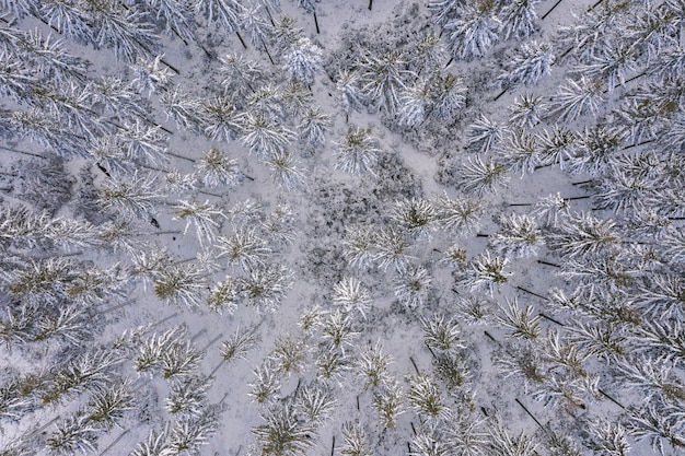 Forêt enneigée capturée d'en haut avec un drone