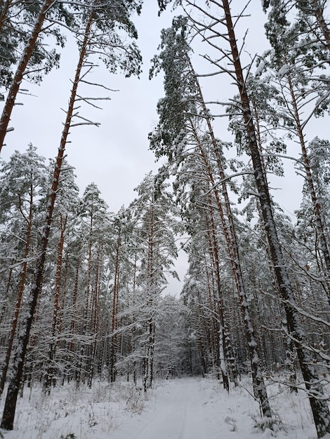 Une forêt enneigée avec un chemin et des arbres couverts de neige