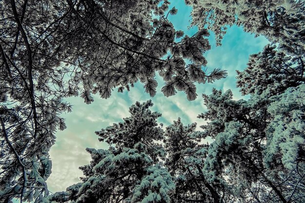 Une forêt enneigée avec un ciel bleu et des arbres couverts de neige