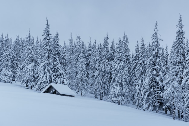 Forêt enneigée dans les Carpates. Une petite maison en bois confortable couverte de neige. Le concept de paix et de loisirs d'hiver dans les montagnes. Bonne année