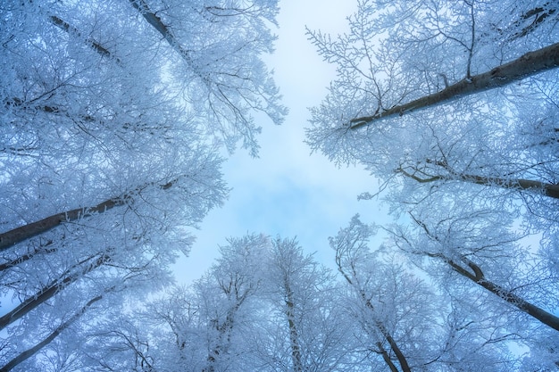 Forêt enneigée dans un hiver incroyable au coucher du soleil Paysage coloré avec des arbres dans le ciel bleu de la neige Chutes de neige dans les bois Bois d'hiver Forêt couverte de neige au crépuscule Fond de la nature