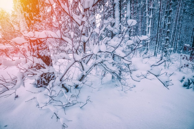 Forêt enneigée en hiver après les chutes de neige