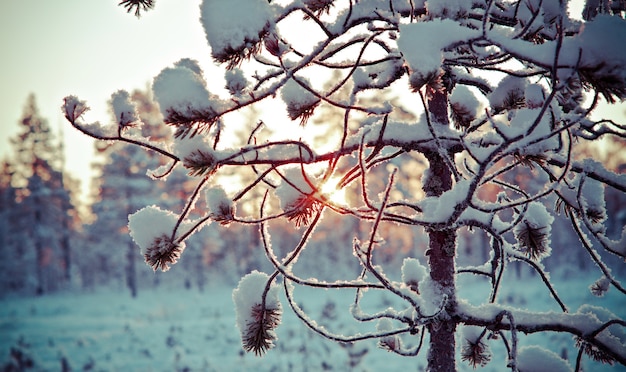 Forêt enneigée d'hiver au coucher du soleil. Beau paysage de Noël. Faible profondeur de champ.