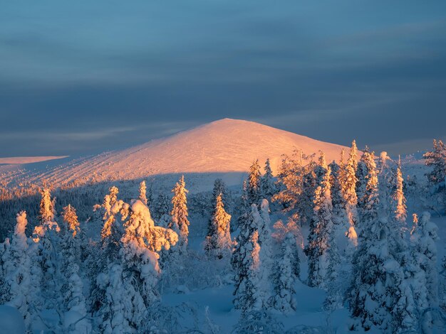 Forêt enneigée d'hiver à une aube colorée une carte postale naturelle de l'hiver