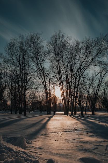 Forêt enneigée en hiver dans les rayons du soleil couchant. Scène de Noël et du nouvel an dans la nature