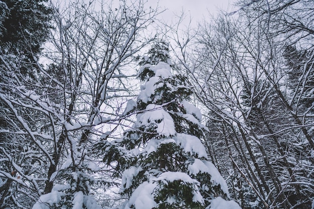 Forêt enneigée en hiver