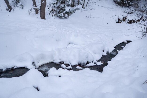 Forêt enneigée en hiver