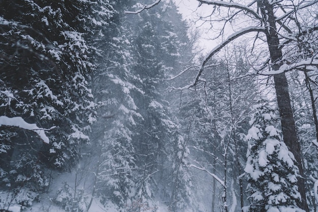 Forêt enneigée en hiver