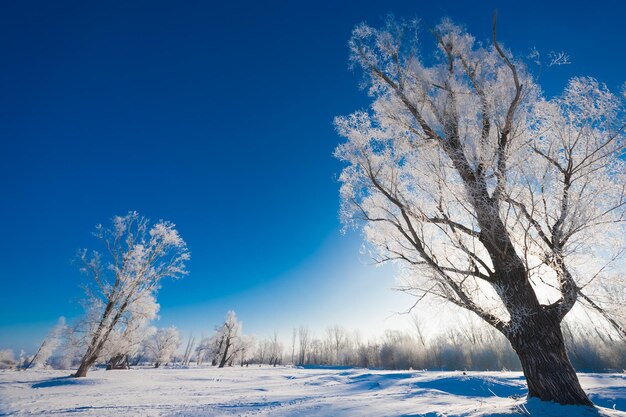 Forêt enneigée avec un immense arbre au premier plan