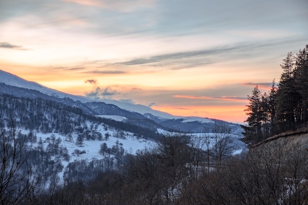 Forêt enneigée en montagne