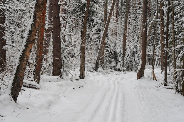 Forêt enneigée sur un nuageux matin de janvier dans la région de Moscou Russie