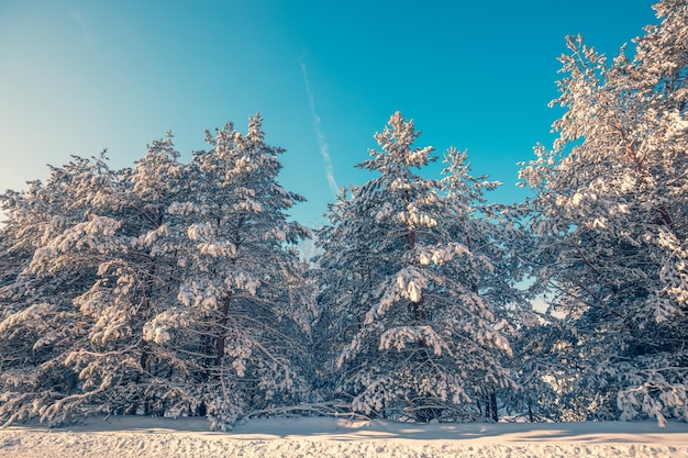 Forêt enneigée par une journée d'hiver ensoleillée Pins recouverts de neige Nature hivernale