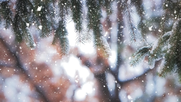 Forêt enneigée et paysage d'hiver enneigé