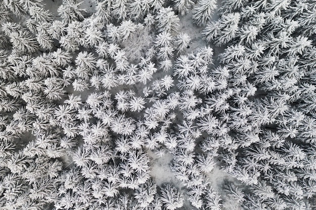 Forêt enneigée de pins gelés en hiver.