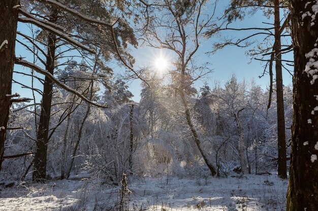 Forêt enneigée pittoresque en hiver. Bon pour le fond de Noël.