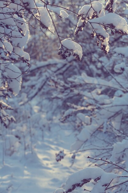 Forêt enneigée pittoresque en hiver. Bon pour le fond de Noël.