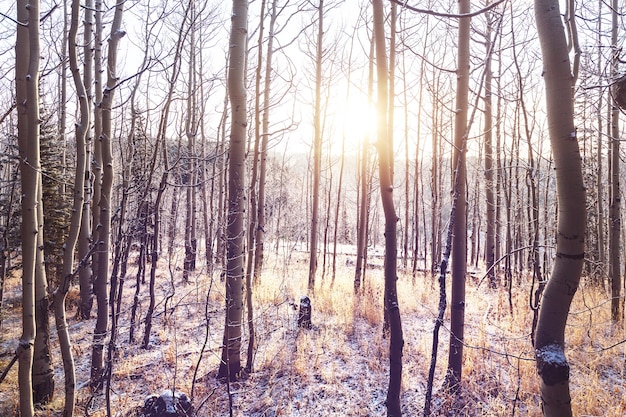 Forêt enneigée pittoresque en hiver. Bon pour le fond de Noël.