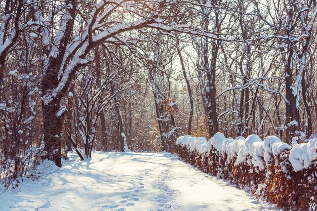 Forêt enneigée pittoresque en hiver. Bon pour le fond de Noël.