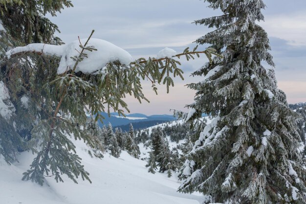 Forêt enneigée pittoresque en hiver. Bon pour le fond de Noël.