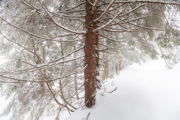 Forêt enneigée pittoresque en hiver. Bon pour le fond de Noël.