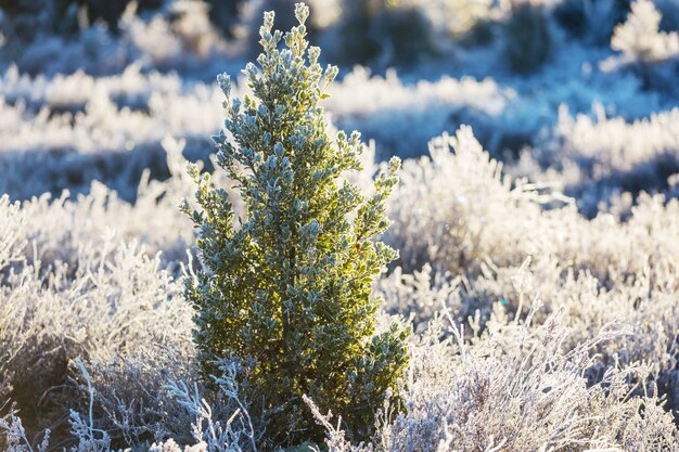 Forêt enneigée pittoresque en hiver