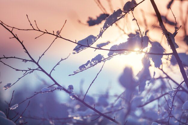 Forêt enneigée pittoresque en hiver