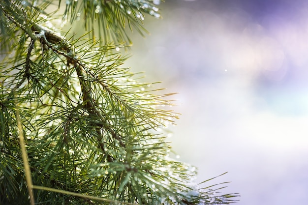 Forêt enneigée pittoresque en hiver