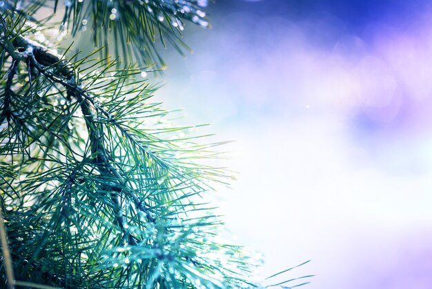 Forêt enneigée pittoresque en hiver