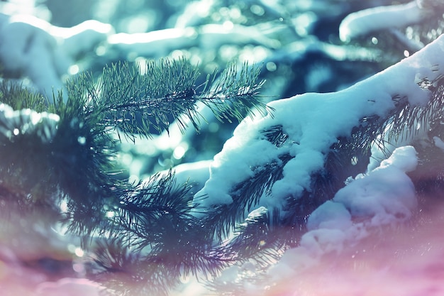 Forêt enneigée pittoresque en hiver