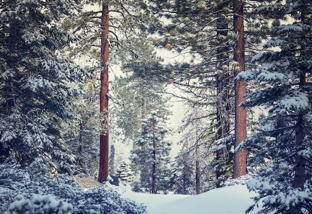 Forêt enneigée pittoresque en hiver