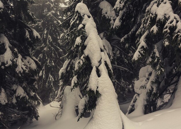 Forêt enneigée pittoresque en hiver