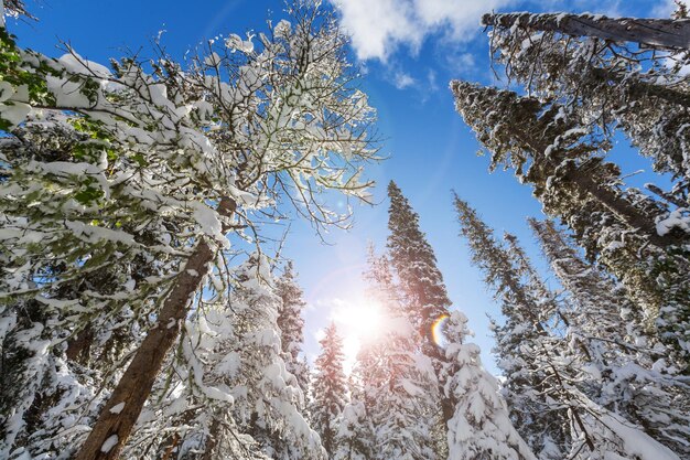 Forêt enneigée pittoresque en hiver