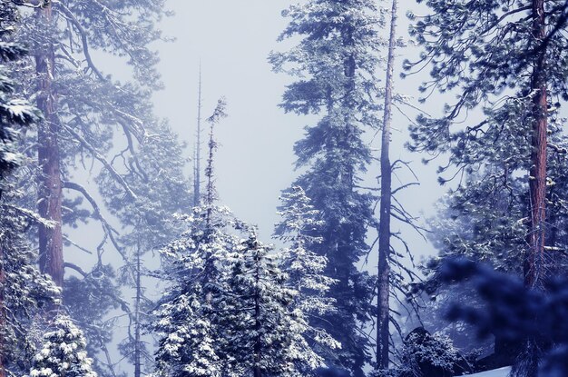 Forêt enneigée pittoresque en hiver